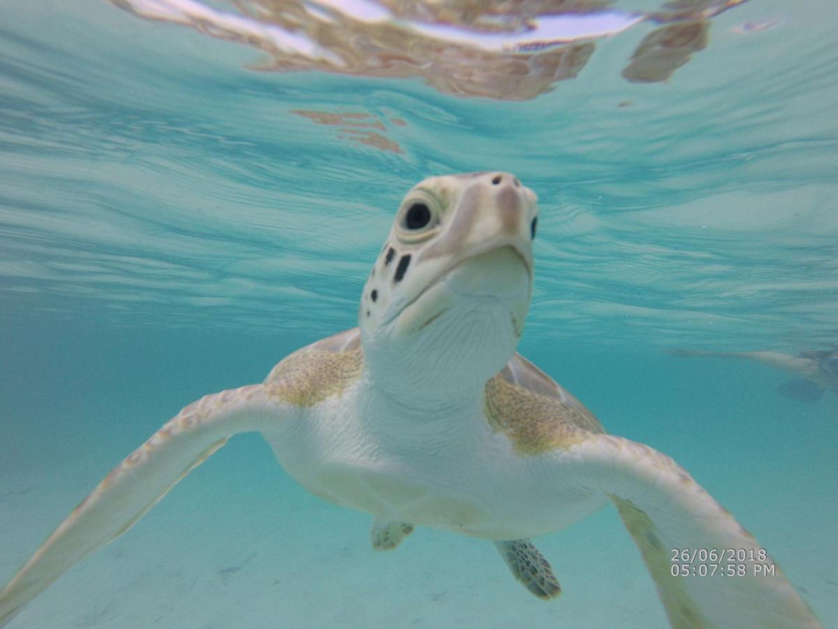Turtles Nest Bahamas Apartman George Town Kültér fotó